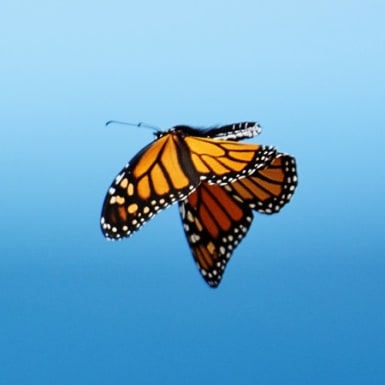 Investing in the most fundamental building block of our economy: Natural Capital